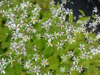 ASTER DIVARICATUS 'BETH CHATTO'