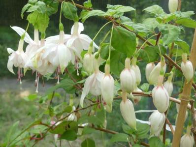 Fuchsia 'Hannabelle'