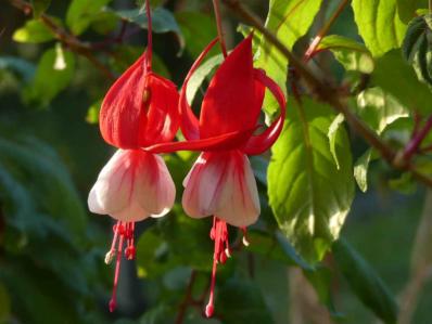 Fuchsia 'Prosperity'
