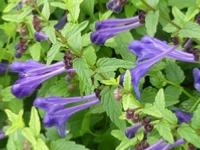 SCUTELLARIA SCORDIFOLIA ( SCORDIIFOLIA )